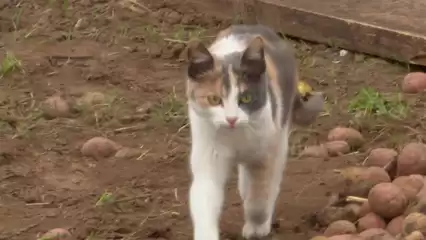 Карантин в селе под Нижнекамском ввели из-за кота - НТР 24