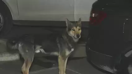 Способ отлова бродячих собак в Нижнекамском районе взволновал зоозащитников  - НТР 24