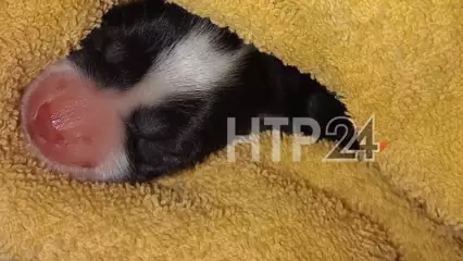 В Нижнекамске школьница нашла в мусоропроводе новорожденных щенков - НТР 24