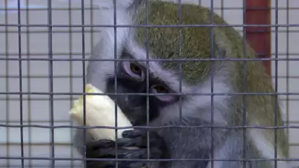 В Нижнекамске зоозащитники выступили против посетившего город зоопарка - НТР 24