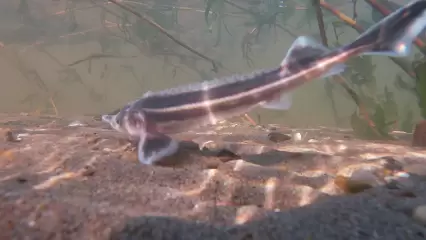 Реку Каму под Нижнекамском пополнили новые водные обитатели - НТР 24