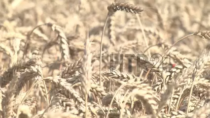 Аграрии Нижнекамского района полностью завершили уборку урожая