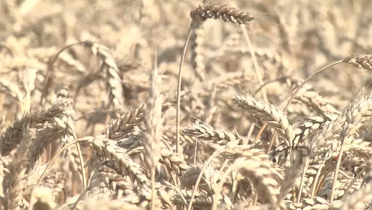 Аграрии Нижнекамского района полностью завершили уборку урожая