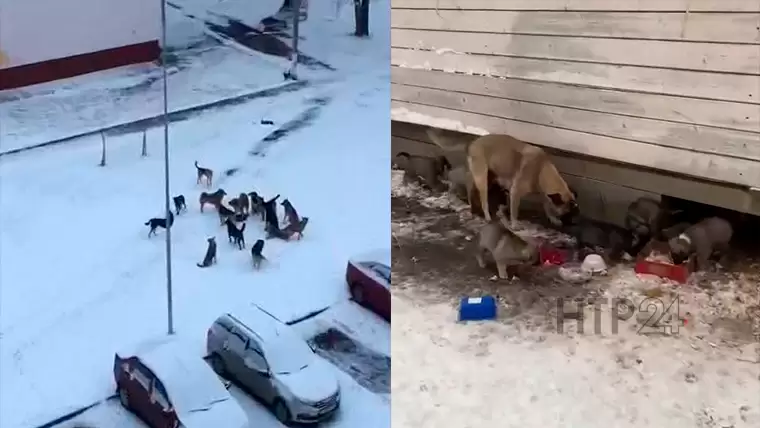 Ребёнок в Нижнекамске не смог выйти из дома из-за огромной стаи собак
