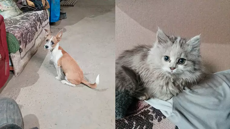 В Нижнекамске кошка с собакой жили неделю в закрытой квартире, откуда сбежали квартиранты