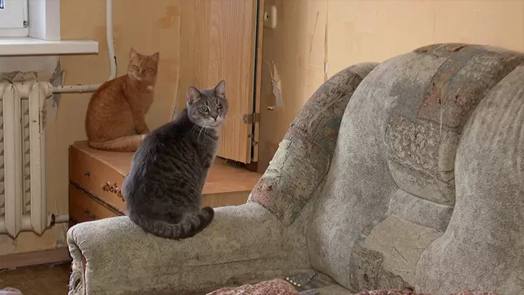 Квартиру жительницы Нижнекамска, у которой отказали ноги, захватили кошки