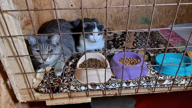 Кошек, которые захватили квартиру нижнекамки, забрали зоозащитники
