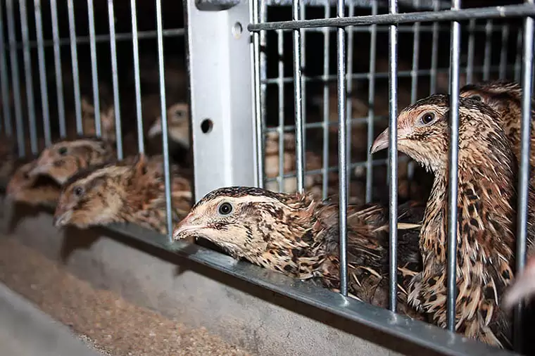 В Татарстане из-за очага птичьего гриппа уничтожили более 50 тыс. голов перепёлок