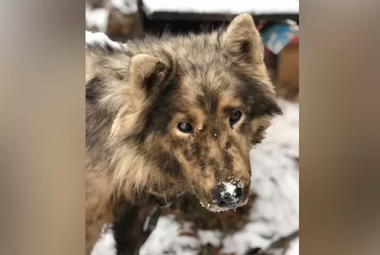 В Татарстане спасли слепого пса, привязанного к рельсам
