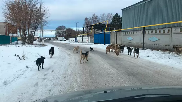 «Стадо»: нижнекамец снял на видео огромную стаю собак в поселке Строителей