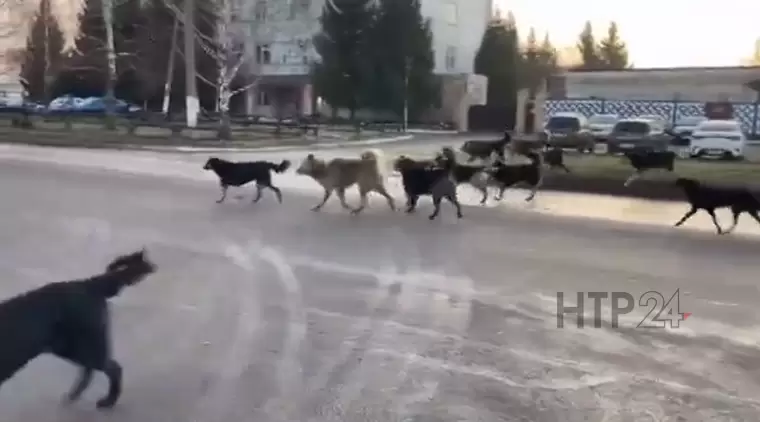 В Нижнекамске на видео сняли огромную стаю бродячих собак