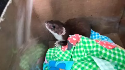 В Нижнекамске в одной из многоэтажек нашли необычного зверька - НТР 24