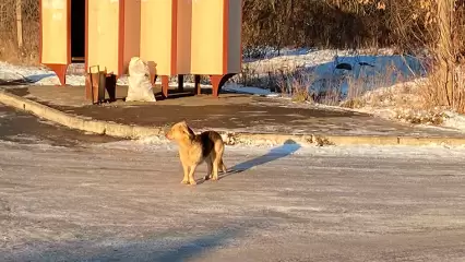 Нижнекамцам из-за бездомных собак приходится ходить в магазин и школу с палками - НТР 24