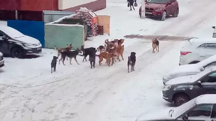 «Собачий шабаш»: нижнекамцы бурно обсуждают ситуацию со сворой собак в городе - НТР 24