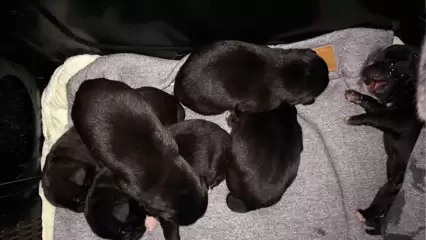 Жители Нижнекамска обнаружили новорождённых щенят в мусорном баке - НТР 24