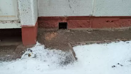 В Нижнекамске семейство кошачьих лишили единственного пристанища - НТР 24