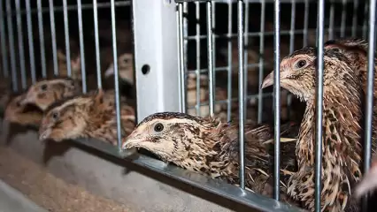 В Татарстане из-за очага птичьего гриппа уничтожили более 50 тыс. голов перепёлок