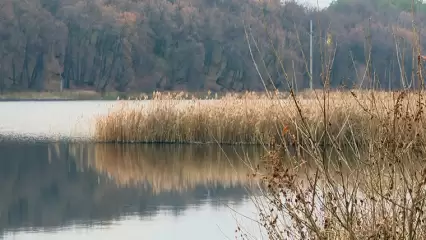 Пионерское озеро в Нижнекамске могут включить в федеральную программу по сохранению водных объектов