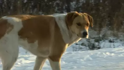 В нижнекамском посёлке Строителей отловят бездомных собак