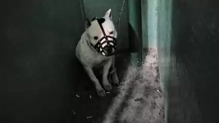 В Нижнекамске неизвестный бросил своего пса на привязи в подъезде - НТР 24