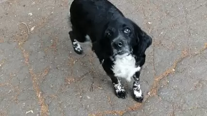 В Нижнекамске за пропавшую собаку обещают выплатить крупное вознаграждение - НТР 24