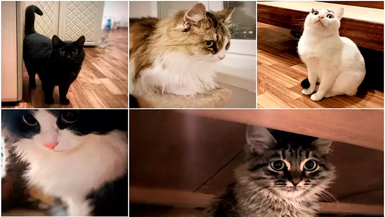 В Нижнекамске после смерти женщины в квартире осталось 6 кошек, им ищут новых хозяев