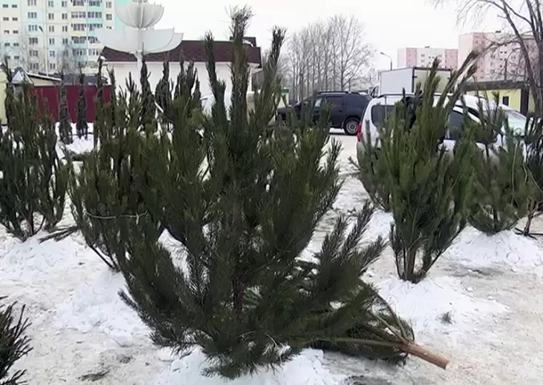 Где купить живую елку в Нижнекамске