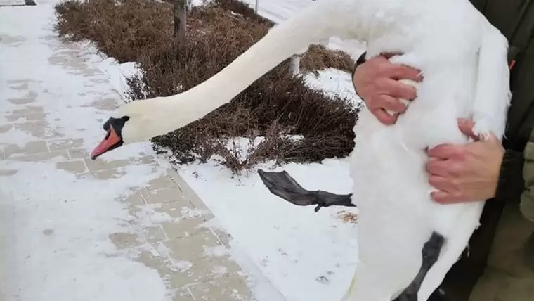 Жители Казани обнаружили на озере Кабан обессиленного лебедя