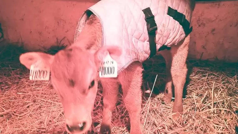 В Нижнекамске выбрали кличку для новорожденного теленка из Дании