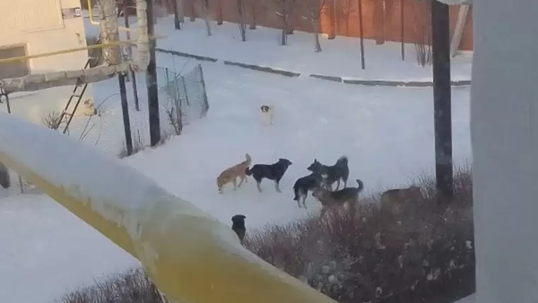 В нижнекамском посёлке из-за бродячих собак люди боятся выходить на улицу