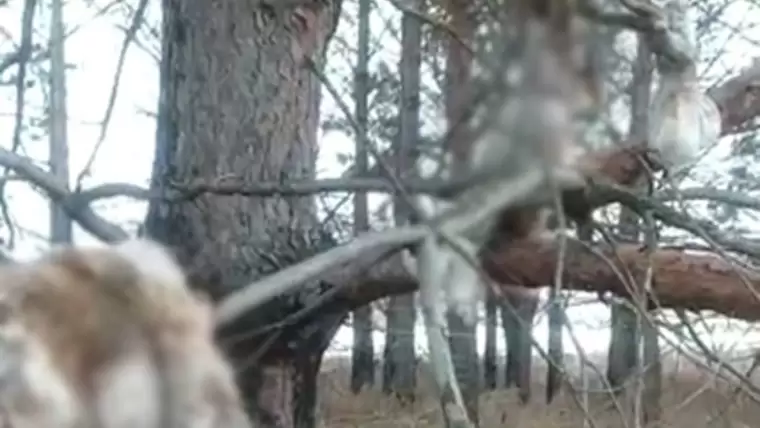 В Нижнекамском районе местные жители обнаружили на деревьях убитых зайцев