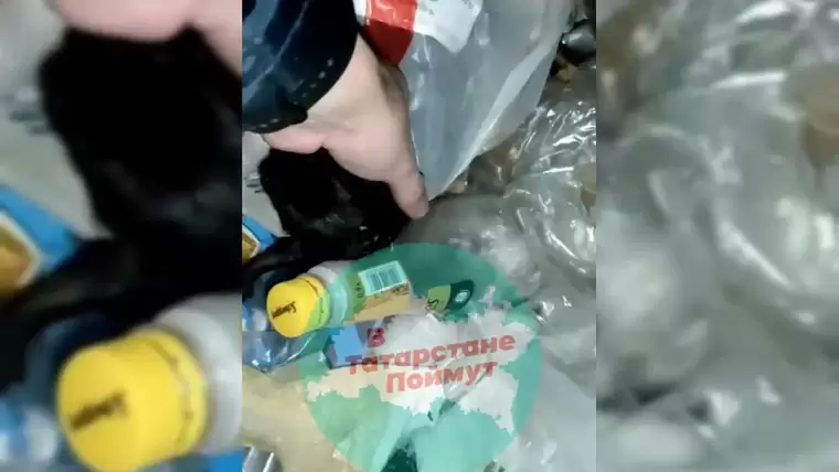В Казани прохожий нашёл замерзающего щенка в мусорном баке в завязанном пакете