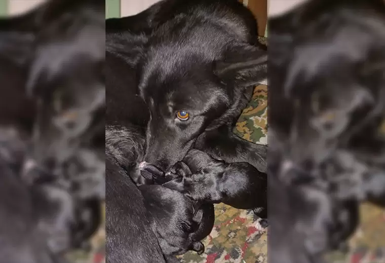 Соцсети: в Нижнекамске житель дома хотел зарезать бездомную собаку с новорожденными щенками