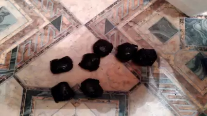 В Татарстане задержали закладчиков, у которых в квартире было полкило мефедрона - НТР 24