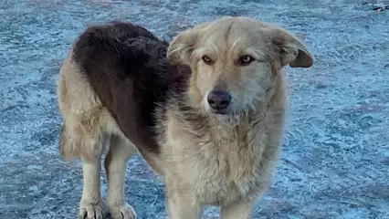 У жительницы Нижнекамского района сдают нервы из-за напавших на нее бродячих собак