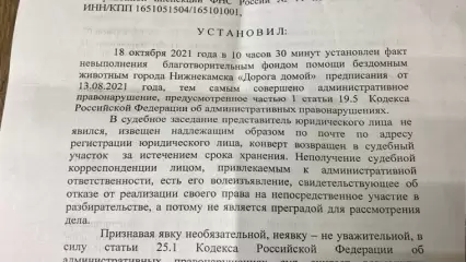 В Нижнекамске оштрафовали некоммерческий приют, его хозяин собирается распускать животных - НТР 24