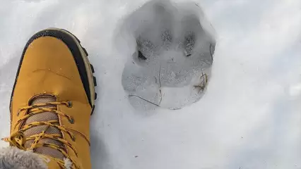 Мужчина обнаружил в Татарстане «медвежьи» следы, однако специалисты с ним не согласились - НТР 24