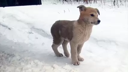 Жители Нижнекамска смогут бесплатно стерилизовать домашних животных до Нового года - НТР 24