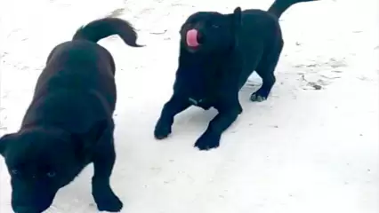 В Нижнекамске пристраивают «улыбающихся» щенков - НТР 24