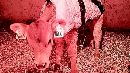 Жителям Нижнекамска пообещали приз за лучшую кличку для телёнка - НТР 24