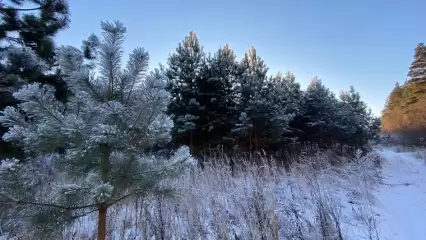 В нижнекамских лесах стартуют ежедневные рейды для предотвращения вырубки ёлок - НТР 24
