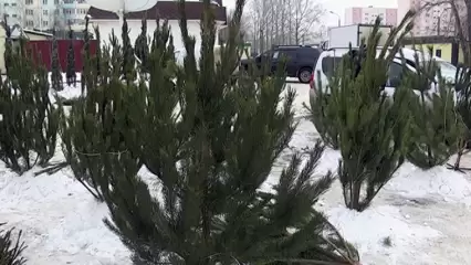 Где купить живую елку в Нижнекамске - НТР 24