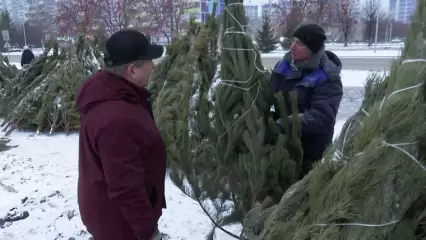Живая или искусственная ёлка: что выбирают жители Нижнекамска - НТР 24