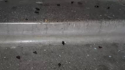 Полчища тараканов атаковали один из домов в Нижнекамске - НТР 24