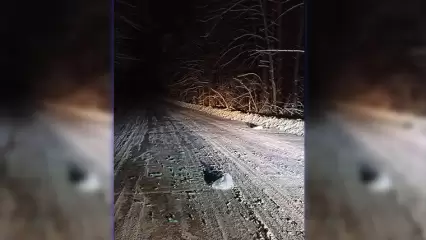 Нижнекамцы обнаружили разбросанные на дороге шприцы - НТР 24