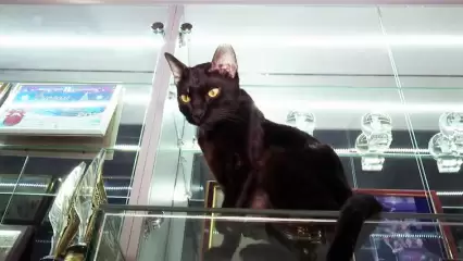 Медиахолдинг НТР ищет хозяев для кота Васьки - НТР 24