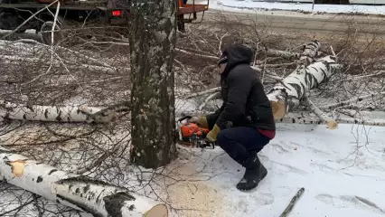 В Нижнекамске рубят больные и аварийные деревья