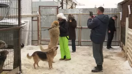 Нижнекамцы передали приюту для животных целый багажник еды