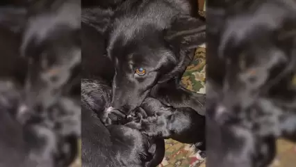 Соцсети: в Нижнекамске житель дома хотел зарезать бездомную собаку с новорожденными щенками - НТР 24