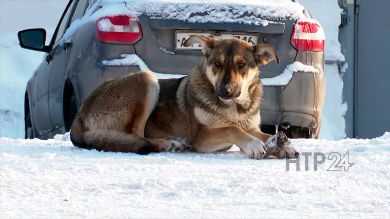 Свора бродячих псов держит в страхе один из дворов в Нижнекамске